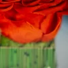 close focus on a preserved rose in a transparent cube