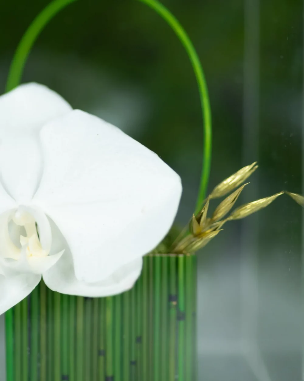 zoom on a preserved white orchid in a transparent cube